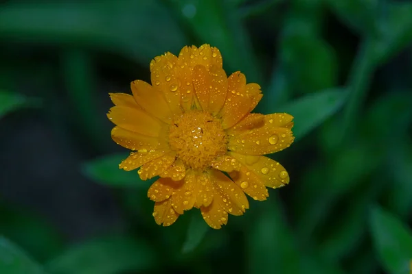 Pequena Flor Amarela Com Gotas Água Nas Pétalas Jardim — Fotografia de Stock