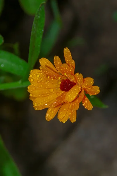 Kleine Gele Bloem Met Waterdruppels Bloemblaadjes Tuin — Stockfoto