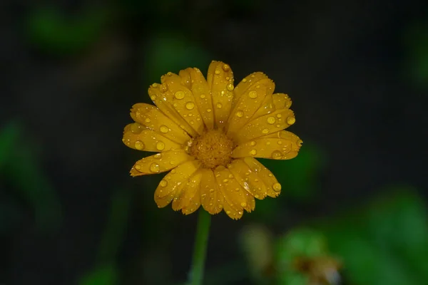 Pequena Flor Amarela Com Gotas Água Nas Pétalas Jardim — Fotografia de Stock