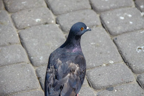 날씨에 길가에 비둘기 — 스톡 사진