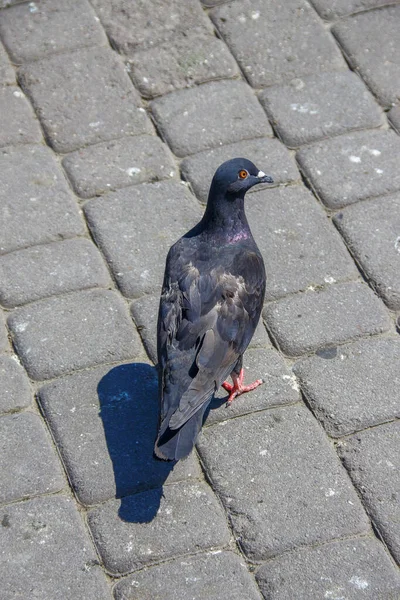 Wild Pigeon Pavement Hot Weather — Stock Photo, Image