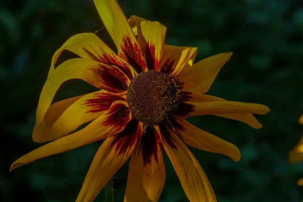 Gelb Schwarze Blume Mit Blütenblättern Garten — Stockfoto