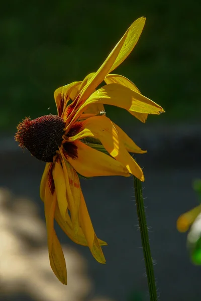 庭に花弁のある黄黒花 — ストック写真