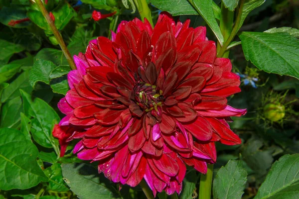 Grande Fleur Rouge Avec Pétales Dans Jardin — Photo