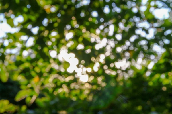 Πολύχρωμες Ηλιαχτίδες Στο Defocus Φόντο Πράσινων Φύλλων Μήλου — Φωτογραφία Αρχείου