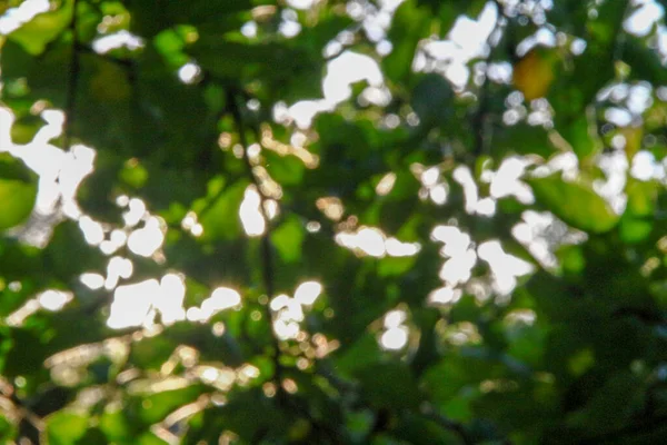 Multicolored Sunbeams Defocus Background Green Apple Leaves — Stock Photo, Image