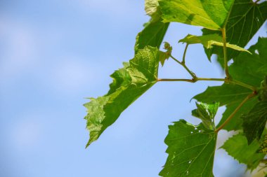 Bahçede yeşil üzüm yaprakları