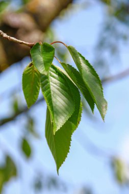 Temmuz 'da bahçede yeşil kiraz yaprakları