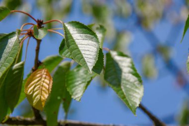 Temmuz 'da bahçede yeşil kiraz yaprakları