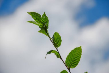 Temmuz 'da bahçede fındıklı yeşil yapraklar
