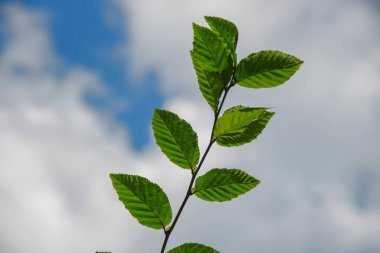 Temmuz 'da bahçede fındıklı yeşil yapraklar