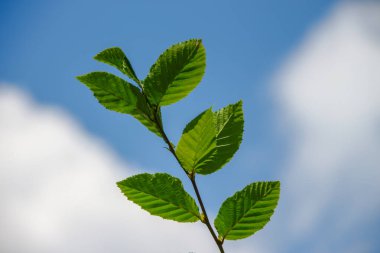 Temmuz 'da bahçede fındıklı yeşil yapraklar