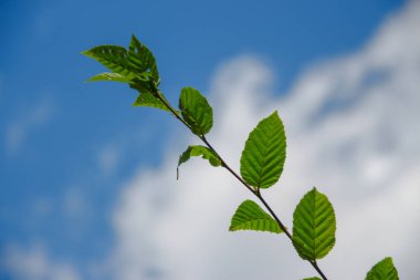 Temmuz 'da bahçede fındıklı yeşil yapraklar