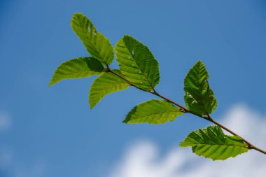 Temmuz 'da bahçede fındıklı yeşil yapraklar