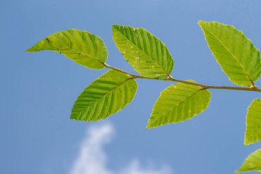 Temmuz 'da bahçede fındıklı yeşil yapraklar