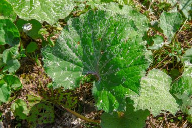 Tarlada yeşil yapraklar