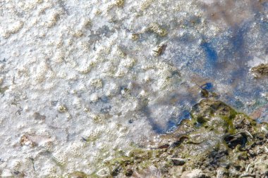 Yol kenarında köpüklü bir su birikintisinde bataklık.