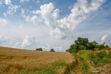 Ormanın yakınındaki dağın altındaki buğday tarlası.