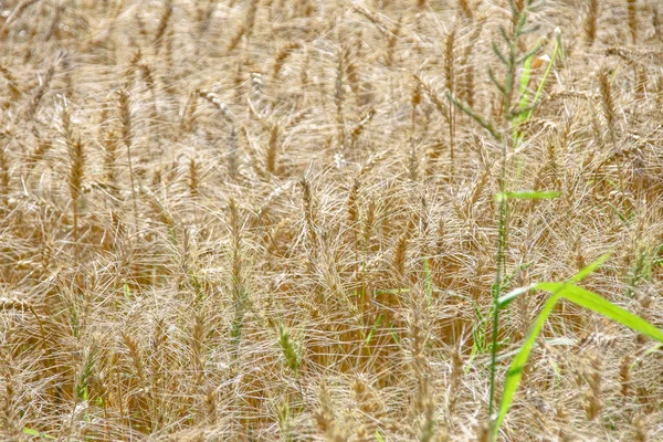 Tarweveld Onder Berg Bij Het Bos — Stockfoto