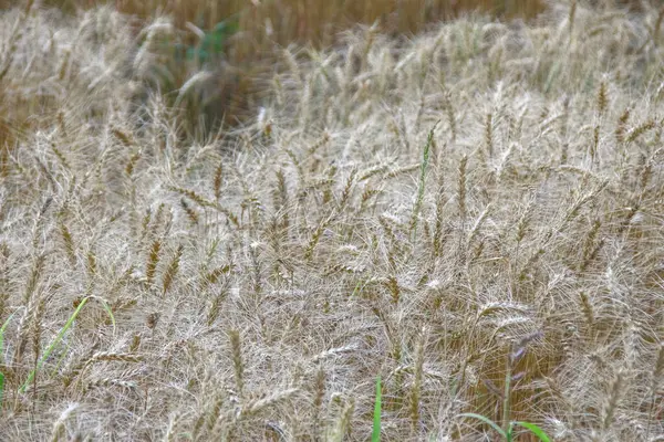 Wheat Field Mountain Forest — Stock Photo, Image