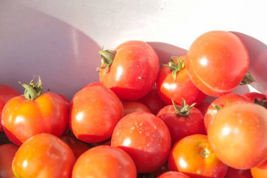 Bahçeden nefis kırmızı ev yapımı domatesler.