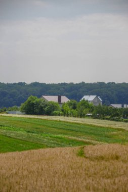 Ormanın yakınındaki buğday tarlası ve tepeler
