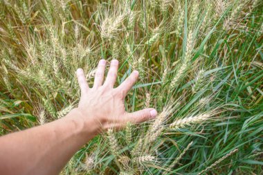 Ormanın yakınındaki buğday tarlası ve tepeler