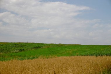Ormanın yakınındaki buğday tarlası ve tepeler
