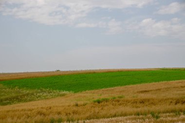 Ormanın yakınındaki buğday tarlası ve tepeler