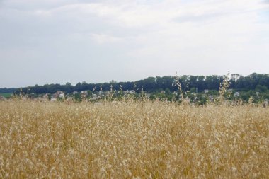 Ormanın yakınındaki buğday tarlası ve tepeler