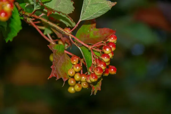 雨の後 茂みの上のビブラムの赤い果実 — ストック写真