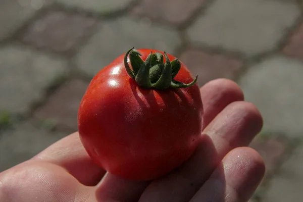 Heerlijke Rode Zelfgemaakte Tomaten Uit Tuin — Stockfoto