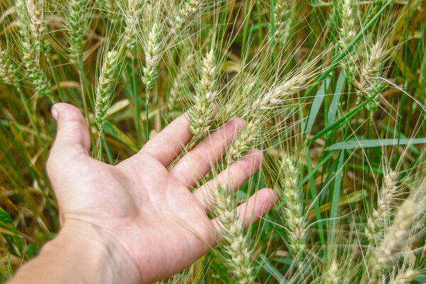 Пшеничное поле и холмы возле леса