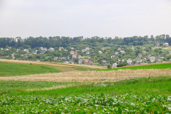 Wheat field and hills near the forest