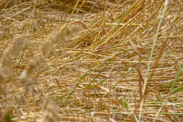 Campo Grano Colline Vicino Alla Foresta — Foto Stock