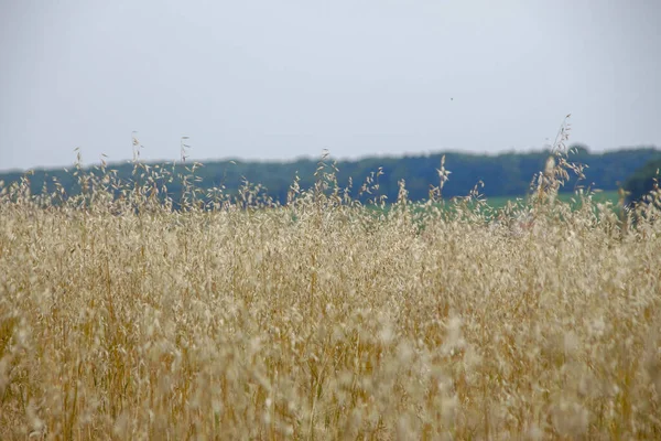 Campo Grano Colline Vicino Alla Foresta — Foto Stock