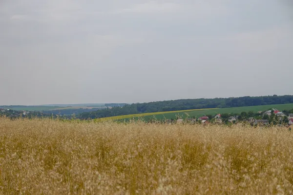 Пшеничное Поле Холмы Возле Леса — стоковое фото