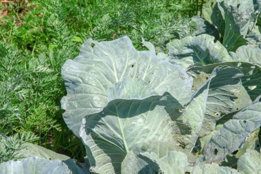 Bahçede yeşil, kalın lahana yaprakları