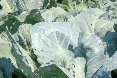 Bahçede yeşil, kalın lahana yaprakları