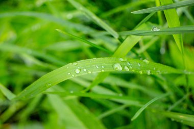 Sabah çiğ taneleri çimlerin üzerinde