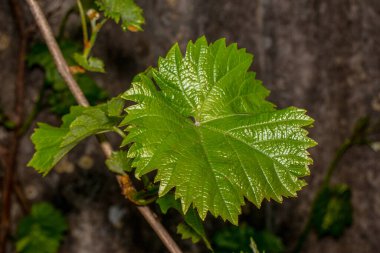 Duvarda yeşil üzüm yaprakları