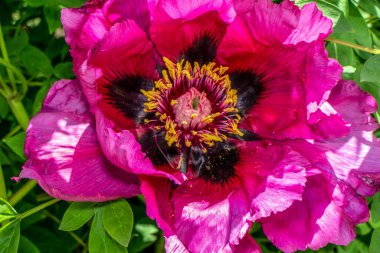 Bahçedeki kırmızı şakayıklar yeşil arka planda
