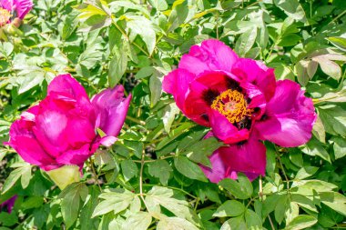 Bahçedeki kırmızı şakayıklar yeşil arka planda