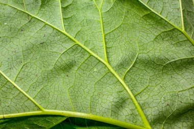 Baharda bahçede güzel yeşil yapraklar