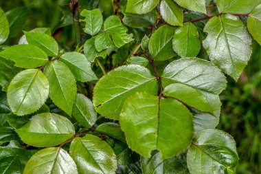Ormanda yeşil, doymuş yapraklar.