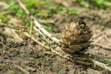 Ormanda yerde küçük bir sonbahar konisi