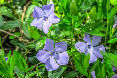 Ormandaki yeşil çimlerin arka planında mavi orman çiçekleri