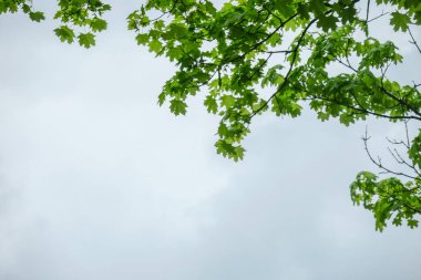 Mavi gökyüzü ve gri bulutlar güzel havada ormandaki ağaçların arka planında