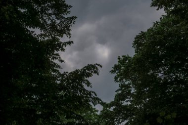 Mavi gökyüzü ve gri bulutlar güzel havada ormandaki ağaçların arka planında