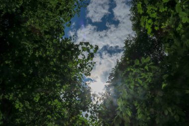 Mavi gökyüzü ve gri bulutlar güzel havada ormandaki ağaçların arka planında